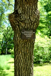 Quercus prinoides - Arnold Arboretum - DSC06950