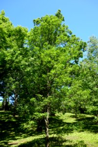 Quercus serrata subsp. serrata (Quercus glandulifera var. brevipetiolata) - Arnold Arboretum - DSC06856