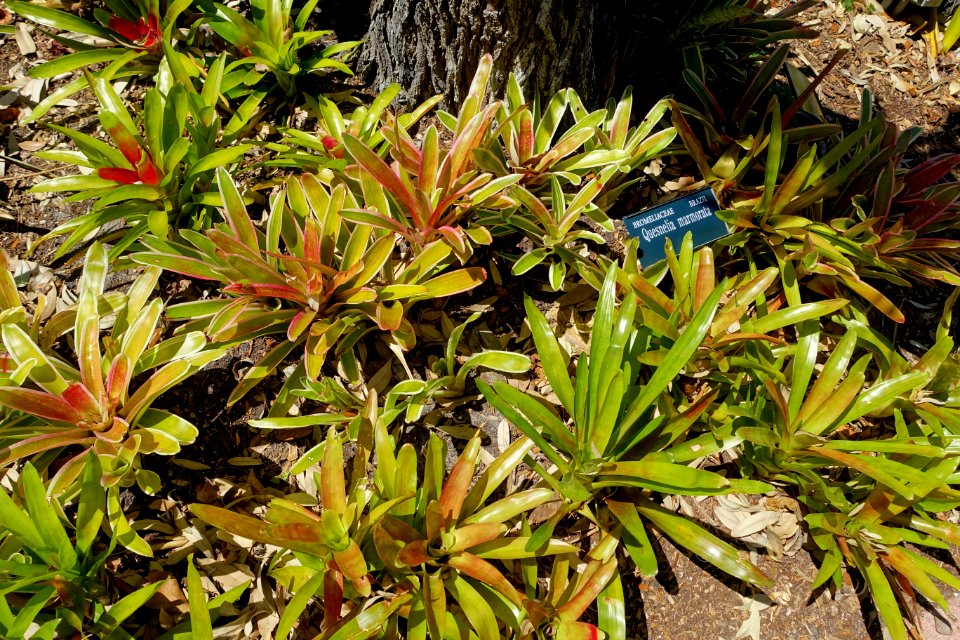 Quesnelia marmorata - Marie Selby Botanical Gardens - Sarasota, Florida - DSC01676
