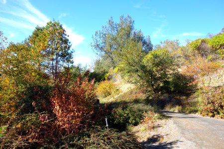 Quarryhill Botanical Garden - DSC03574