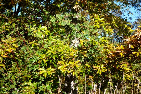 Quercus variabilis - Quarryhill Botanical Garden - DSC03256