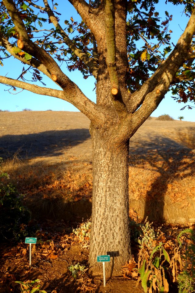 Quercus frainetto - San Luis Obispo Botanical Garden - DSC06068