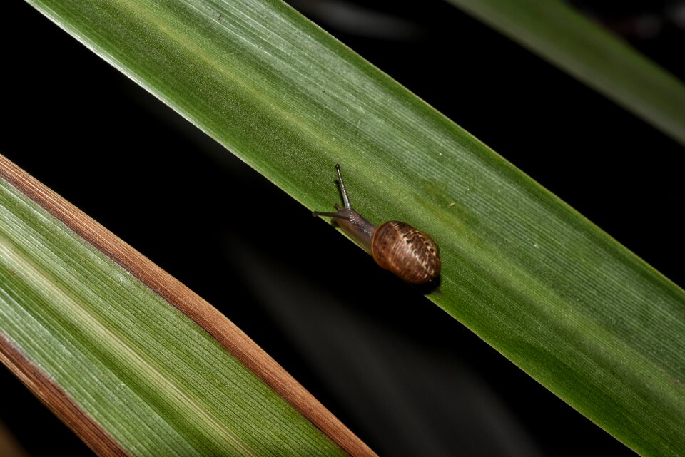 Macro animals garden