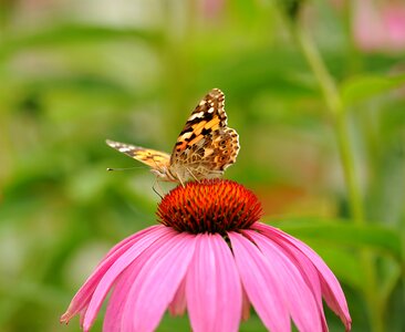Walking butterfly nature blossom