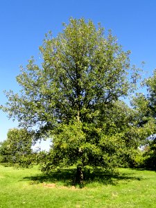 Quercus macrocarpa - University of Kentucky Arboretum - DSC09333