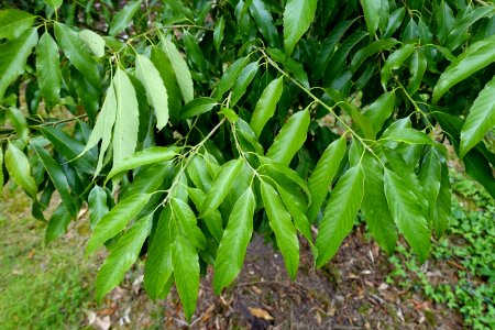 Quercus stenophylloides - Hillier Gardens - Romsey, Hampshire, England - DSC04715