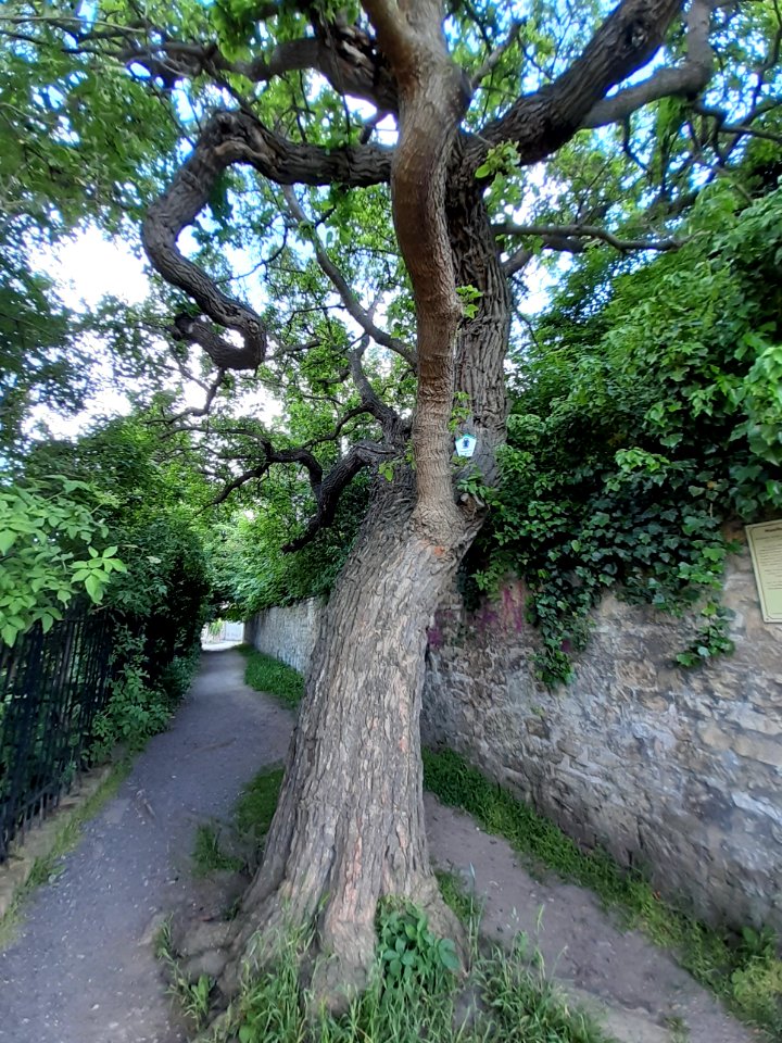 Querfurt, ND Maulbeerbaum (2)