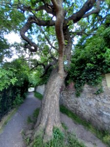 Querfurt, ND Maulbeerbaum (2)