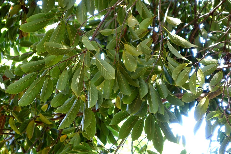 Quercus acuta - Caerhayes Castle gardens - Cornwall, England - DSC03085