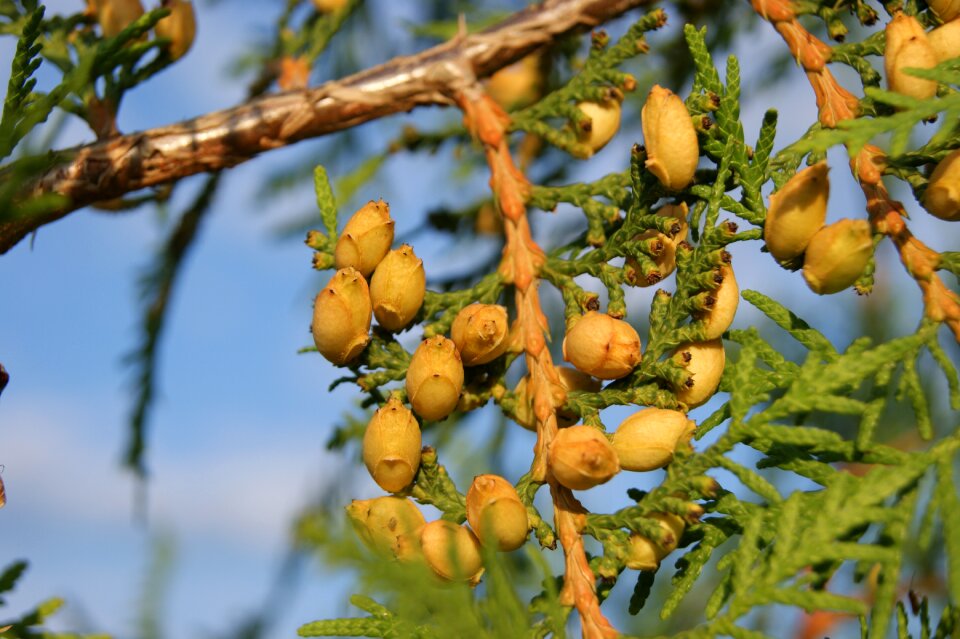 Thuja nature summer