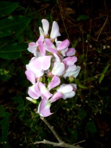 Quickstick tree inflorescence