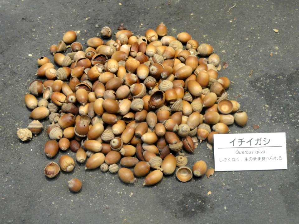 Quercus gilva - Osaka Museum of Natural History - DSC07732
