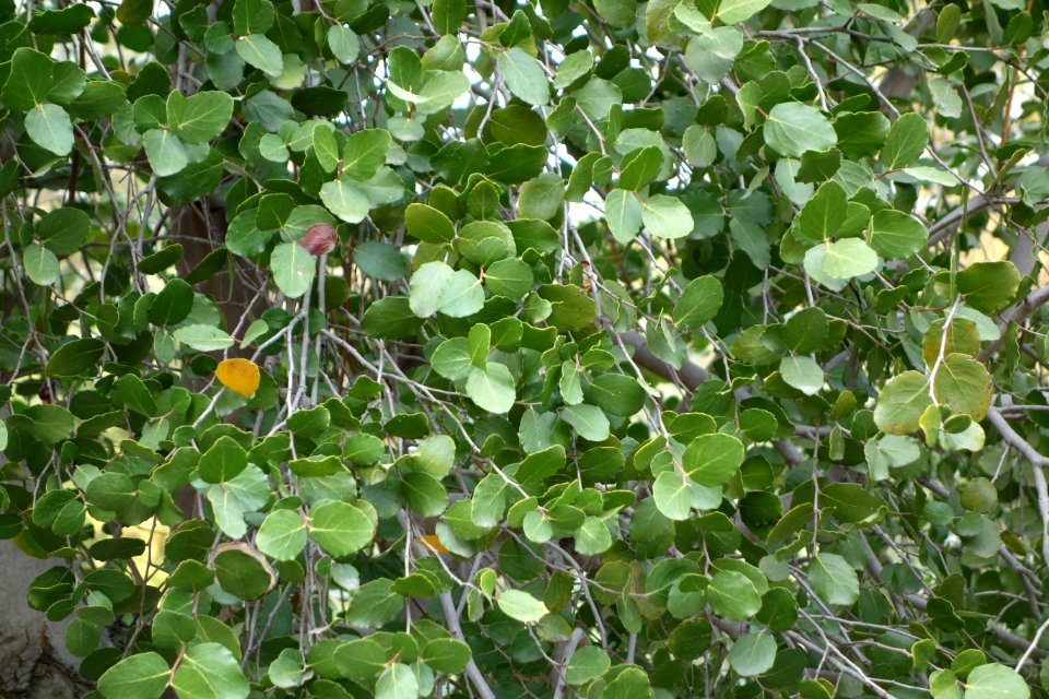 Quillaja saponaria - McConnell Arboretum & Botanical Gardens - DSC02957