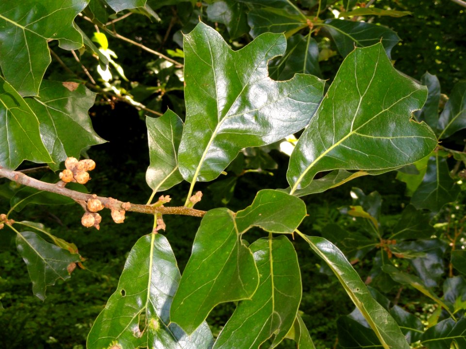 Quercus marilandica - Botanischer Garten, Frankfurt am Main - DSC02549