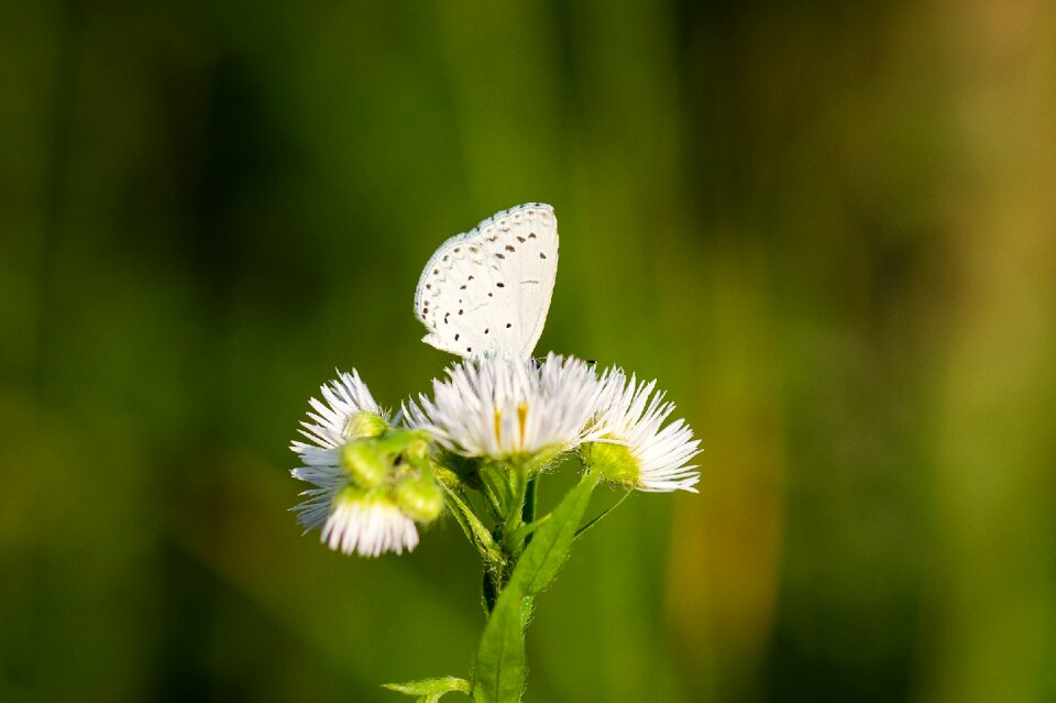 White flower blossom