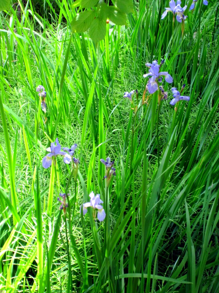 Quelques iris