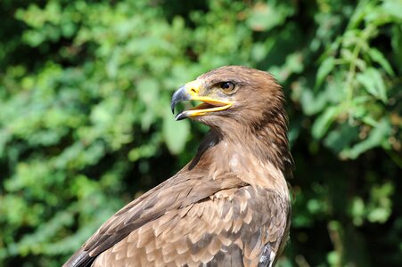 Feather bird of prey animal photo