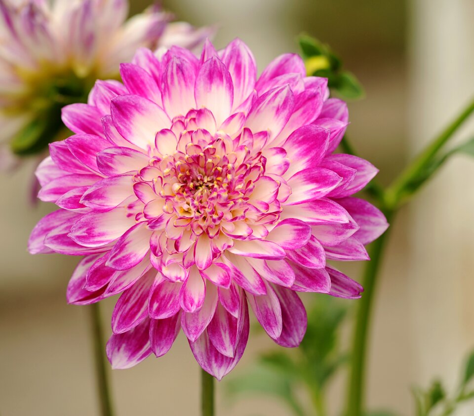 Nature pink white
