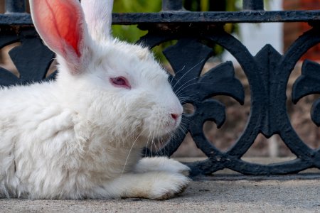 Rabbit resting photo