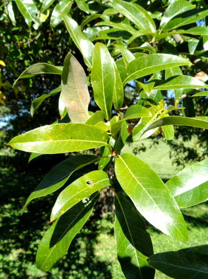Quercus imbricaria - University of Kentucky Arboretum - DSC09363