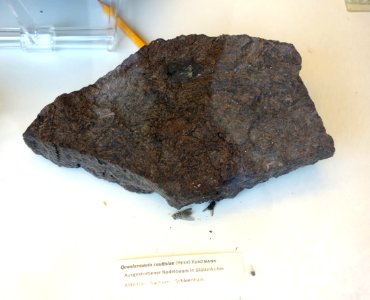 Quasisequoia couttsiae fossil - Botanischer Garten, Dresden, Germany - DSC08476