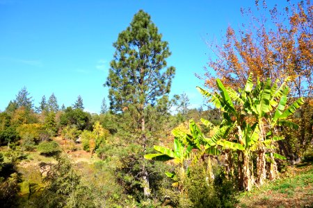 Quarryhill Botanical Garden - DSC03782