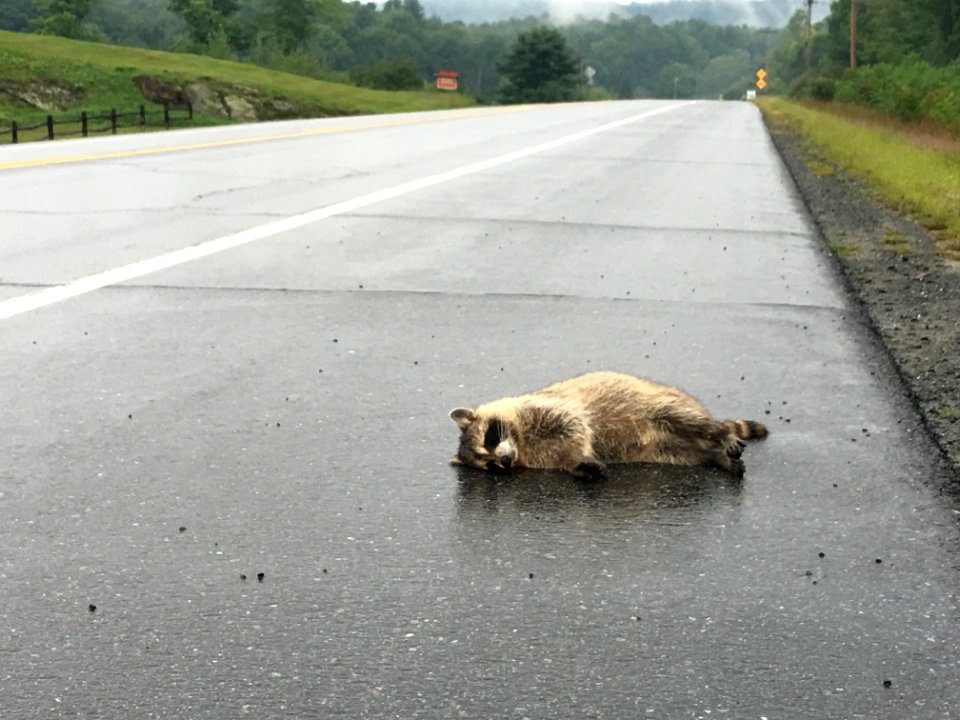 Raccoon on the Road