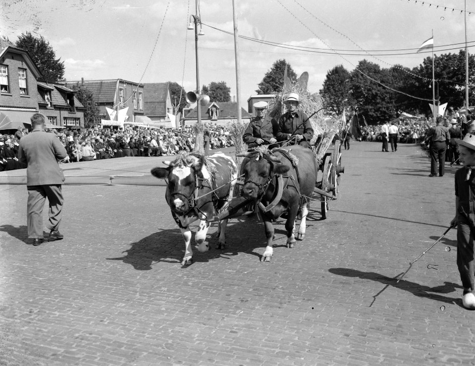 Raalte.Stoppelhaenefeest. Oogstfeest, optocht ossenwagen, Bestanddeelnr 907-2955