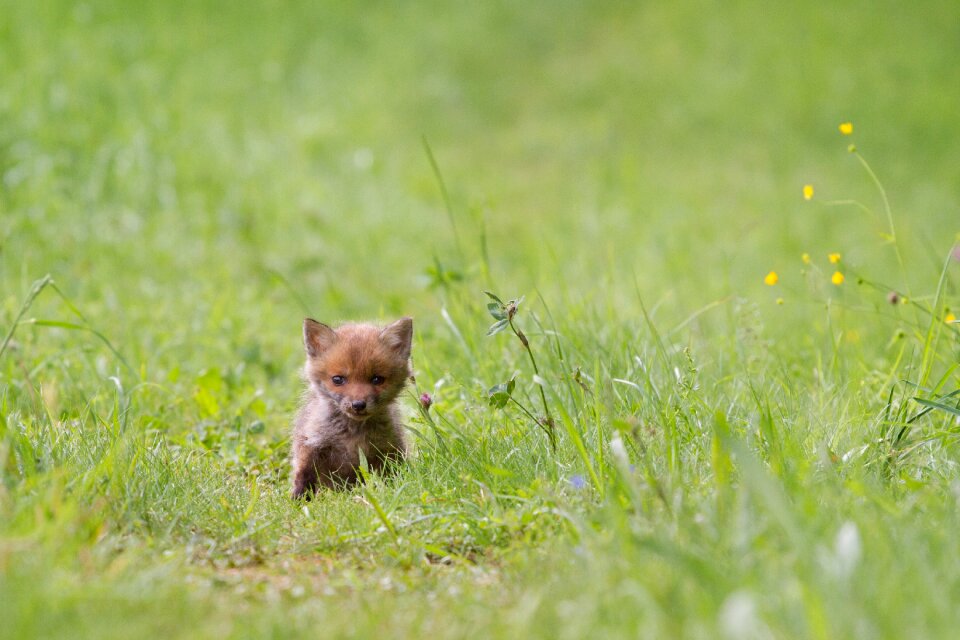 Young fox wild animal fox puppy