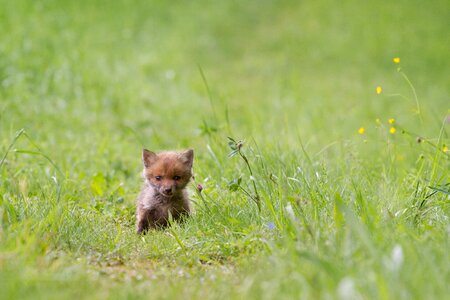 Young fox wild animal fox puppy