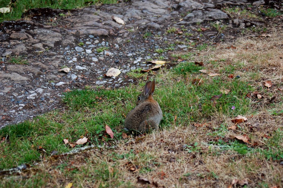 Rabbit on grass