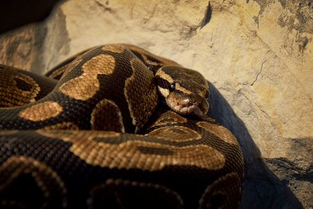 Python regius vivarium breeding