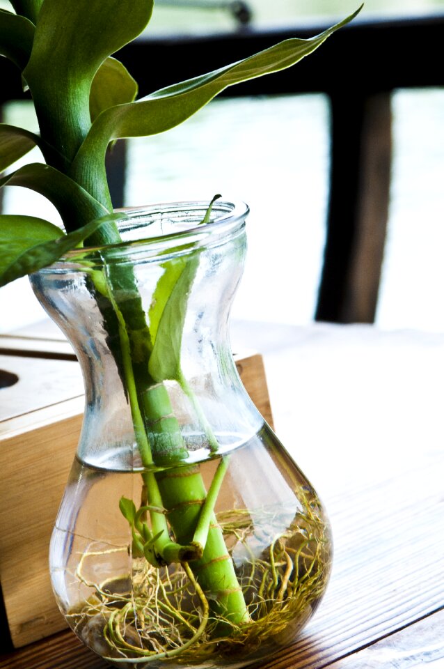 Root water bottle bottles