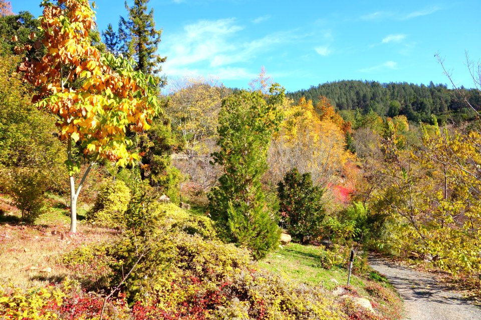 Quarryhill Botanical Garden - DSC03640