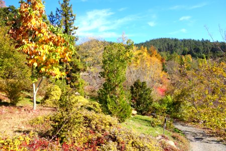 Quarryhill Botanical Garden - DSC03640