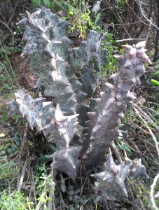 Quaqua pillansii - rooinek western cape