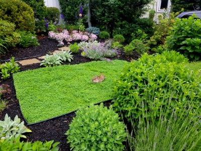 Rabbit in clover - Arlington, MA