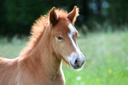 Cute horse sweet photo