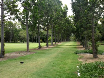Queensland kauri plantings along Sir Mathew Nathan Avenue