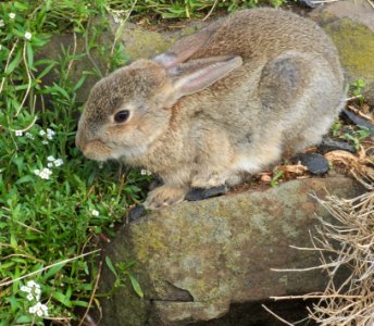 Rabbit-Burnie-20160609-001 photo