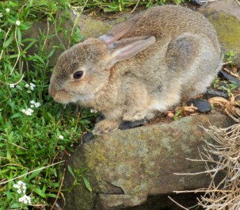Rabbit-Burnie-20160609-001
