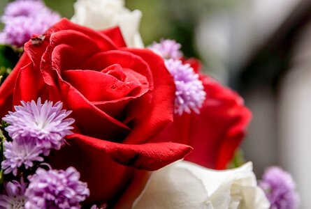Background bouquet floral