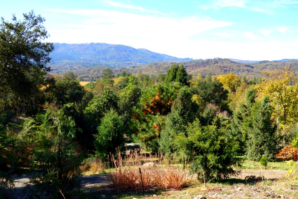 Quarryhill Botanical Garden - DSC03522