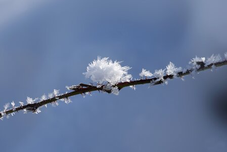 Nature winter magic branch photo