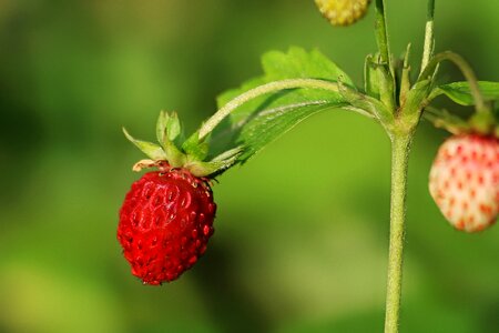 Summertime tasty red