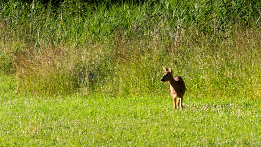 Roe deer in Sotenäs
