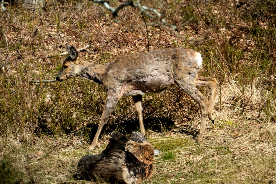 Roe deer in Brastad 1