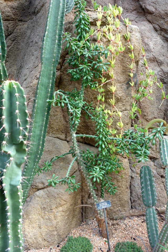 Quiabentia verticillata (Quiabentia chacoensis) - Brooklyn Botanic Garden - Brooklyn, NY - DSC08048