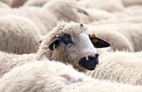 Wool flock pasture