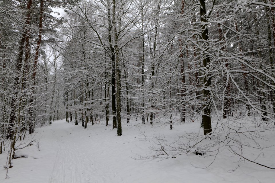 Roedenbecksteig Düppeler Forst with snow 2021-01-30 11